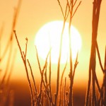 從《周易內傳發例》談王船山之《易》學研究