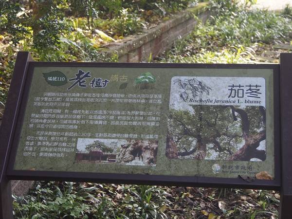 ▲來到這茄苳老樹,茄苳街因此茄苳樹而得名<hr />●文、動畫 / 鄭維棕　 攝 / 黃福松、劉昭輝茄苳古道是汐止發展相當早的一條古道，早期是汐止人到石碇相當重要的一條要道。而這條要道也是「四通八達」，一方面石碇人要到汐止可以走這條古道。而平溪人到汐止，也可以透過這條古道接盤石古道，再從菁桐古道而達平溪，因此，這條古道對平溪人與石碇居民相當重要。「茄苳古道」之名，乃是因為該處有一棵兩百年的茄苳樹，這棵茄苳樹對茄苳人來說，幾乎是精神的象徵。古道主要沿著茄苳溪而行，茄苳溪對茄苳人來說，早期不僅是種植的水源，沿岸的居民也是靠溪水飲用、洗滌等之用。而茄苳溪下游則有汐止著名的周家花園與建順茶行，是孕育汐止人文的重要溪流。<img class="alignnone size-full wp-image-1802" src="http://iformosa.org/wp-content/uploads/2016/04/茄苳古道.gif" alt="茄苳古道" width="600" height="400" />由於古道年久失修，如意古道探索隊初次探勘時，可以從照片上看見石階上滿布青苔，由於汐止產業道路相當發達，也導致古道幾乎被人遺忘，因此，就這樣被荒廢在荒野中。茄苳古道後半段，山勢較陡峭，有的路段有架設繩索供登山客行走時可以輔助。通過土地公廟後，約幾分鐘的腳程，便可以到達四分尾山的稜線，而四分尾山的高度有641公尺，擁有兩個三角點，從這裡可以沿著石汐路到勤進路回程，一路欣賞大尖山的風景。如果太累就抓好時間，等社區巴士可以一路坐到汐止火車站。●準備登茄苳古道可以坐車在汐止火車站下車，再沿著忠孝東路到招商街一路上早上去，時間約3--4小時左右。●這條古道沿線可以到茄苳瀑布欣賞，但是因為青苔與石階不容易走，登山時最好準備一些輔助器具，一策安全。&nbsp;&nbsp;<img class="alignnone size-full wp-image-1803" src="http://iformosa.org/wp-content/uploads/2016/04/茄苳古道-1.jpg" alt="茄苳古道-1" width="600" height="450" />廟宇伴隨著茄苳老樹<img class="alignnone size-full wp-image-1804" src="http://iformosa.org/wp-content/uploads/2016/04/茄苳古道-2.jpg" alt="茄苳古道-2" width="600" height="450" />來到這片青翠的樹林間合影<img class="alignnone size-full wp-image-1805" src="http://iformosa.org/wp-content/uploads/2016/04/茄苳古道-4.jpg" alt="茄苳古道-4" width="600" height="450" />&nbsp;&nbsp;茄苳瀑布前留影&nbsp;<img class="alignnone size-full wp-image-1806" src="http://iformosa.org/wp-content/uploads/2016/04/茄苳古道-3.jpg" alt="茄苳古道-3" width="450" height="600" />瀑布&nbsp;&nbsp;&nbsp;&nbsp;&nbsp;&nbsp;