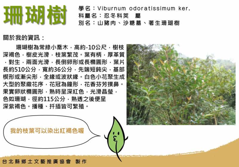 <span style="font-size: 14pt;">文 / 鄭維棕</span><span style="font-size: 14pt;"> </span><span style="font-size: 14pt;">社區發展中，如何推動在地產業的發展，一直是所有社區發展上最困難的一環。畢竟在地產業的經營，不僅牽動在地社區的發展，同時，會讓更多的年輕人有機會回鄉，透過在地產業發展，比較有機會留在家鄉，讓社區更具有活力和生命力，進而能夠永續發展。</span><span style="font-size: 14pt;"> </span><span style="font-size: 14pt;">在碧潭附近的新北市鄉土文藝推廣協會，成立於2006年，就是利用社區具有的優質環境，發展非常具有社區特色的植物染產業。由於碧潭一帶，發展甚早，早期主要產業包括樟腦業、製藍業、製茶業、柑橘業、煤炭業等。後來在臺灣工業逐漸發達後，這些傳統產業逐漸沒落。其後，在社區有志之士努力下，將製藍業重新發展起來。</span><span style="font-size: 14pt;"> </span><span style="font-size: 14pt;">推廣協會表示，新店碧潭一帶社區，由於地勢丘陵地廣大，自古以來就是纖維植物的故鄉，種類繁多，包括苧麻、構樹、山芙蓉、瓊麻、鳳梨、芒萁、月桃、香蕉、黃藤、棕櫚、山棕、稻草、絲瓜絡、竹籜、檳榔籜及十多種竹類；還有許多可供造紙的韌皮樹種，織物纖維與紙類纖維的來源不虞匱乏。也因此，染色資源也很豐富，包括馬藍、薯榔、楊梅、木苧麻、白匏子、羊蹄、柳樹、楓樹、樟樹、枇杷、五倍子、野桐、艾草、野牡丹、馬櫻丹、粗糠柴、赤楊、栓皮櫟、九芎、杜英、李、桃、梅、杏、欖仁樹、埔鹽、福木、相思樹、山黃梔、紅楠、苦楝等，大約有七、八十種天然染料，染色色相頗為完整齊全。根據以往耆老的口述，六十多年前，該區有日本染色專家前來指導染色技術之事，使得山區老居民仍對染料植物懷有濃厚的感情。因此，透過藍染技術的回溯，推廣協會在社區中推動植物染產業，成為該區重要的文創特色。</span><span style="font-size: 14pt;"> </span><span style="font-size: 14pt;">也因為延續和發揚光大社區「植物染」染織工藝，因此，讓社區有機會參與勞委會多元就業開發方案、植物染工藝研究所培育計畫，以及文建會等單位輔導植物染相關計畫和工作。並且發展出新店特有的染織工藝，並結合在地的名勝文化古蹟景點如碧潭、太平宮、獅仔頭山等景點，推展非常具有特色的植物染社區特色文化，加上山區豐富的植物染天然染色植物及天然纖維植物，讓社區成為一個植物染的故鄉。</span>